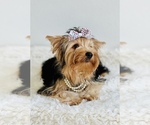 Small Photo #6 Yorkshire Terrier Puppy For Sale in SAN JACINTO, CA, USA