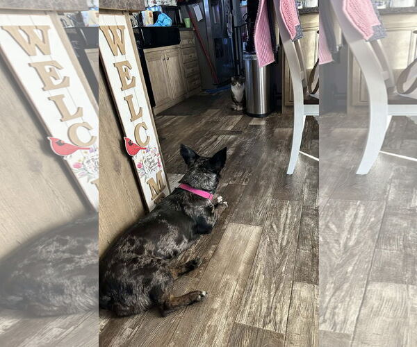 Medium Photo #3 Dachsahoula Puppy For Sale in Oakhurst, NJ, USA