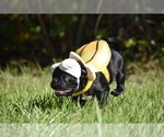 Scooby - Male Pug Puppy for Sale - Photo #10