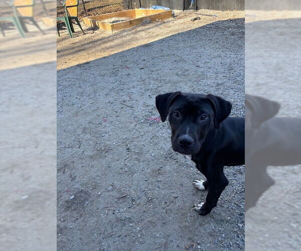 Medium Photo #1 Mutt Puppy For Sale in Elmsford, NY, USA