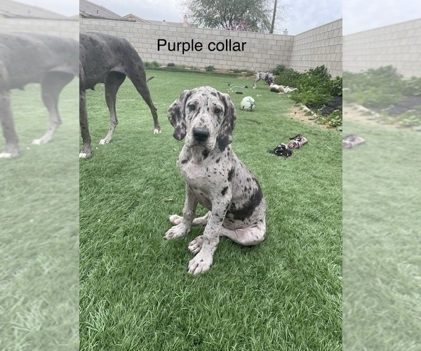Medium Photo #5 Great Dane Puppy For Sale in PERRIS, CA, USA