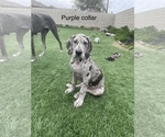 Small Photo #5 Great Dane Puppy For Sale in PERRIS, CA, USA