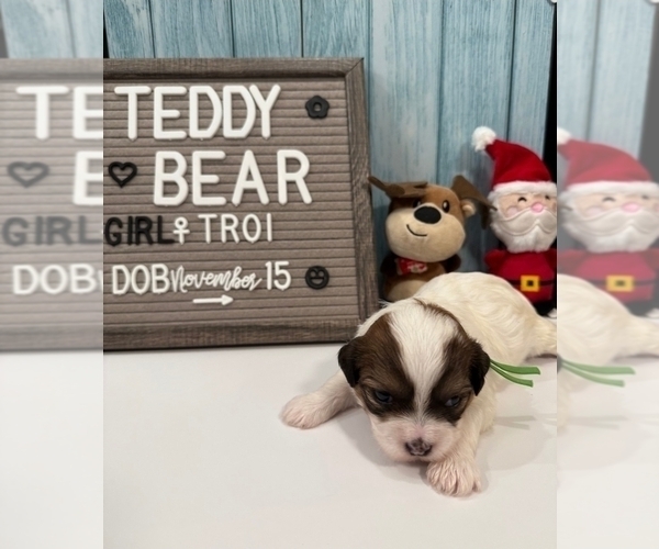 Medium Photo #15 Zuchon Puppy For Sale in NEW YORK MILLS, MN, USA