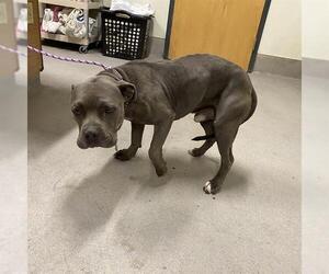 Mutt Dogs for adoption in Modesto, CA, USA