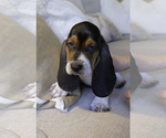 Small Photo #3 Basset Hound Puppy For Sale in CUMMING, GA, USA