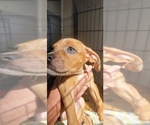 Small Photo #1 Catahoula Bulldog Puppy For Sale in MIAMI BEACH, FL, USA