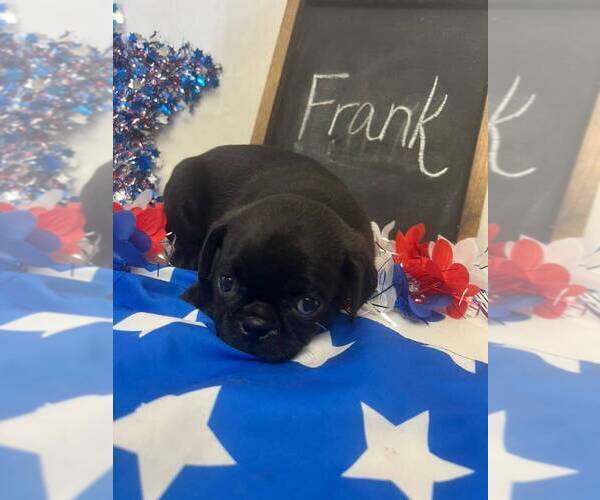 Medium Photo #3 Pug Puppy For Sale in BRIDGEWATER, VA, USA