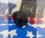 Small Photo #14 Pug Puppy For Sale in BRIDGEWATER, VA, USA