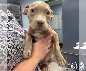 Labrador Retriever-Unknown Mix Dogs for adoption in Washington, DC, USA