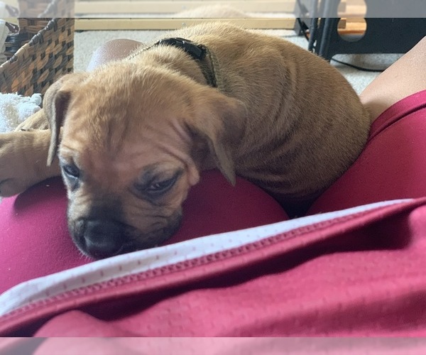 Medium Photo #87 Boerboel Puppy For Sale in LAS CRUCES, NM, USA