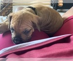Small Photo #87 Boerboel Puppy For Sale in LAS CRUCES, NM, USA