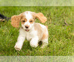 Puppy Cooper Cocker Spaniel