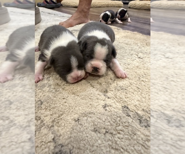 Medium Photo #8 Boston Terrier Puppy For Sale in FREDONIA, KS, USA