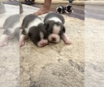 Small #7 Boston Terrier
