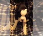 Puppy Puppy 4 Olde English Bulldogge