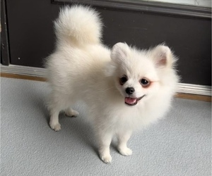 Pomeranian Puppy for sale in LOGANVILLE, GA, USA
