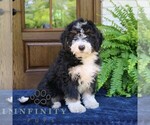 Small #3 Bernedoodle (Miniature)