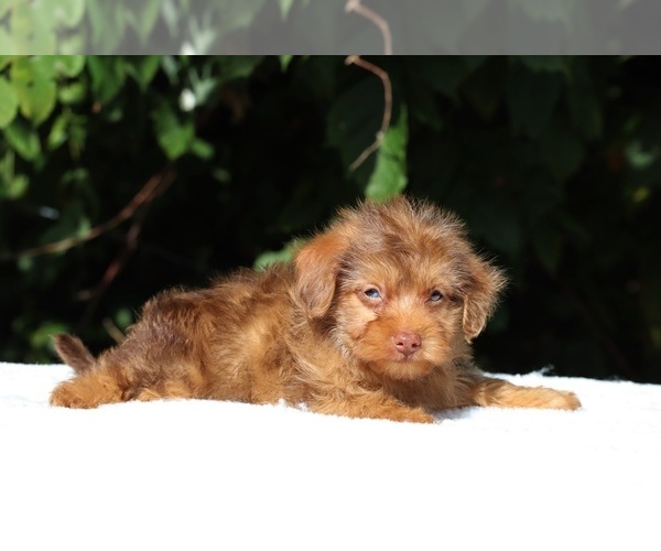 Medium Photo #8 Yorkiepoo mix (+ Poodle Toy) Puppy For Sale in DYERSBURG, TN, USA