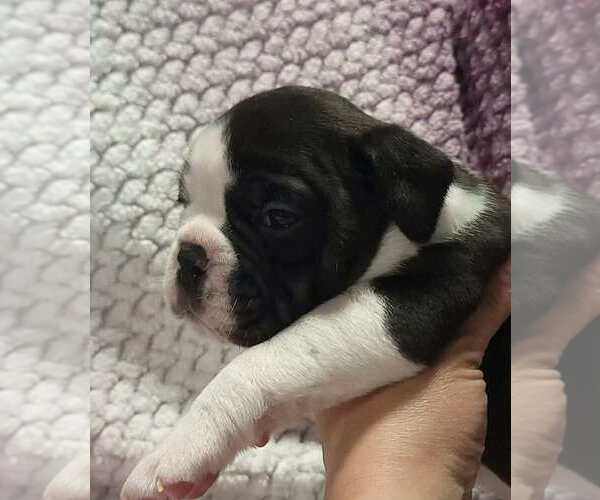 Medium Photo #7 Olde English Bulldogge Puppy For Sale in ATHOL, ID, USA
