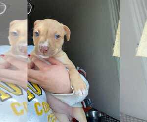 American Pit Bull Terrier Puppy for sale in ROCHESTER, NY, USA