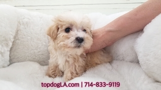 Morkie Puppy for sale in LA MIRADA, CA, USA