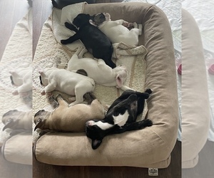 French Bulldog Puppy for Sale in WINDSOR, New York USA