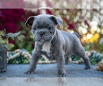 Puppy Trent Faux Frenchbo Bulldog