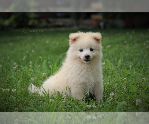 Medium Photo #1 Pomimo Puppy For Sale in BLUFORD, IL, USA