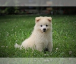 Small Photo #1 Pomimo Puppy For Sale in BLUFORD, IL, USA