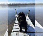 Small Photo #3 Portuguese Water Dog Puppy For Sale in OAKLAND, MI, USA