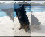 Small #4 German Shepherd Dog