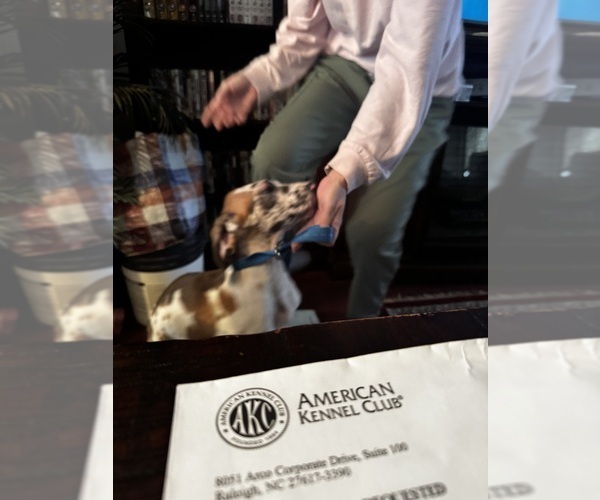 Medium Photo #8 Great Dane Puppy For Sale in ALIQUIPPA, PA, USA