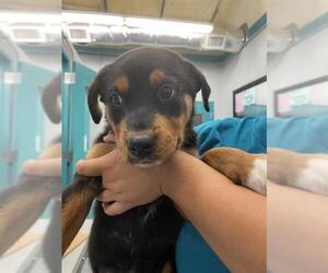 Rottweiler-Unknown Mix Dogs for adoption in Waco, TX, USA