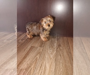 Yorkshire Terrier Puppy for sale in LAPEER, MI, USA