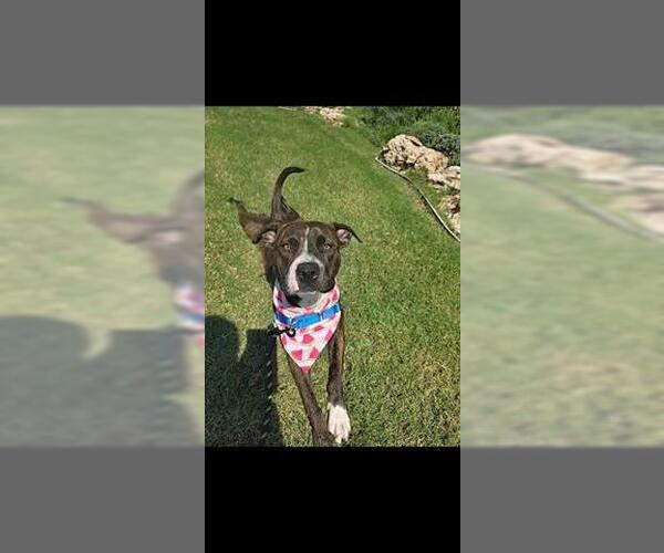 Medium Photo #2 American Bulldog-Unknown Mix Puppy For Sale in Tulsa, OK, USA