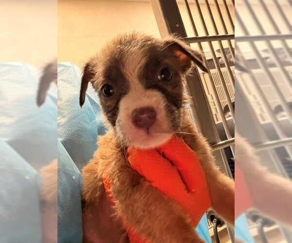 Medium Photo #1 Mutt Puppy For Sale in Baytown, TX, USA