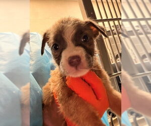 Mutt Dogs for adoption in Baytown, TX, USA