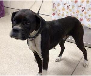 Boxer-Unknown Mix Dogs for adoption in Riverside, CA, USA