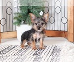 Small Yorkshire Terrier