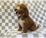 Cosmo - Male Goldendoodle (Miniature) Puppy for Sale - Photo #8