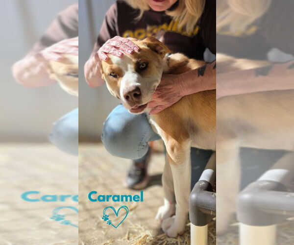 Medium Photo #1 Border Collie-Unknown Mix Puppy For Sale in Monte Vista, CO, USA