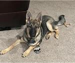 Small German Shepherd Dog