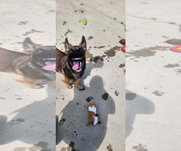 Medium Photo #2 German Shepherd Dog-Unknown Mix Puppy For Sale in Imlay City, MI, USA
