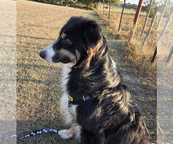 Medium Photo #11 Miniature Australian Shepherd Puppy For Sale in WILLS POINT, TX, USA