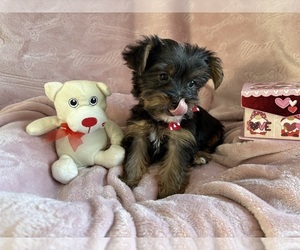Yorkshire Terrier Puppy for sale in CENTER HILL, FL, USA