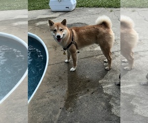 Shiba Inu Dogs for adoption in LOUISVILLE, KY, USA