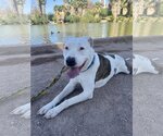 Small Photo #5 American Pit Bull Terrier-Unknown Mix Puppy For Sale in phoenix, AZ, USA