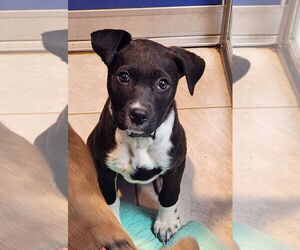 Labrador Retriever-Unknown Mix Dogs for adoption in Walnutport, PA, USA