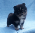 Small Photo #7 Pomeranian Puppy For Sale in N PALM BEACH, FL, USA
