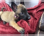 Small Photo #117 Belgian Malinois Puppy For Sale in REESEVILLE, WI, USA